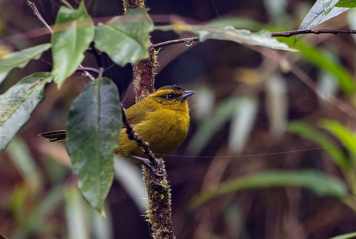 Parodi's Hemispingus - ML633350737