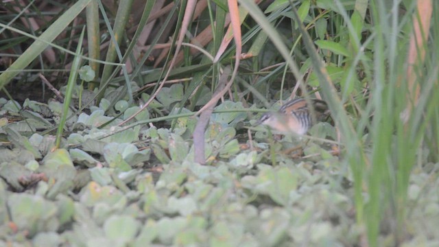 Yellow-breasted Crake - ML633350854