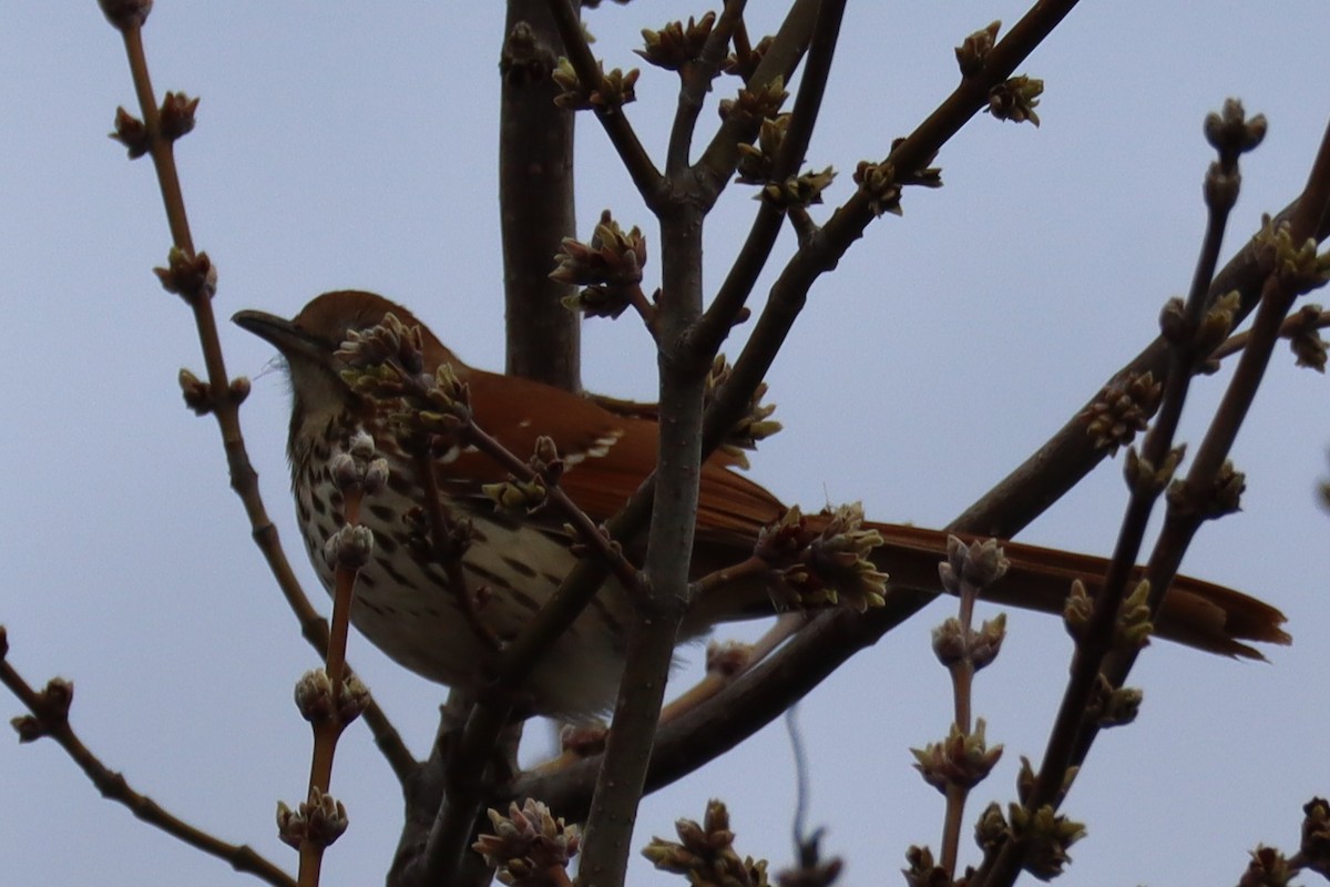 Brown Thrasher - ML633350922
