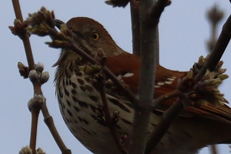 Brown Thrasher - ML633350923