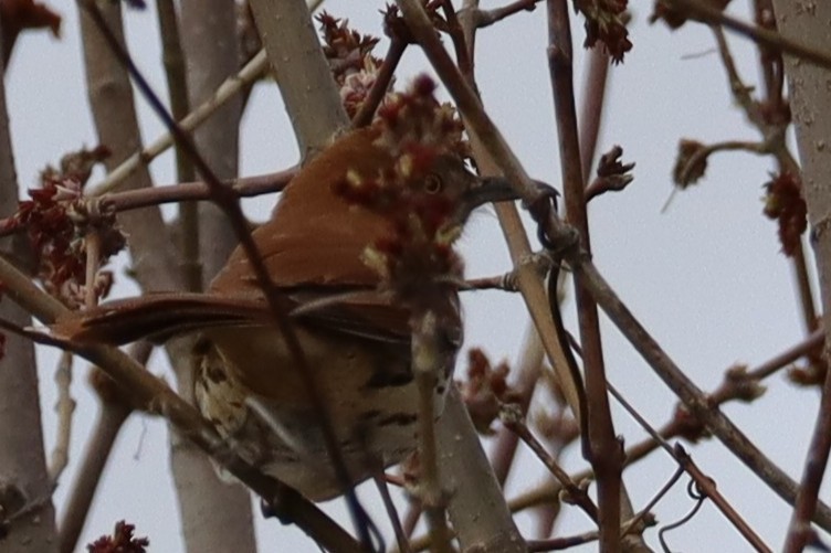 Brown Thrasher - ML633350924