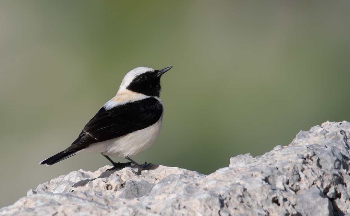 Eastern Black-eared Wheatear - ML633350944