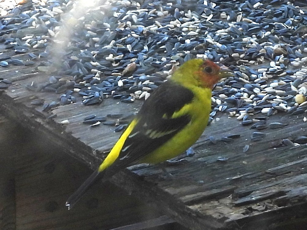 Western Tanager - ML633351009