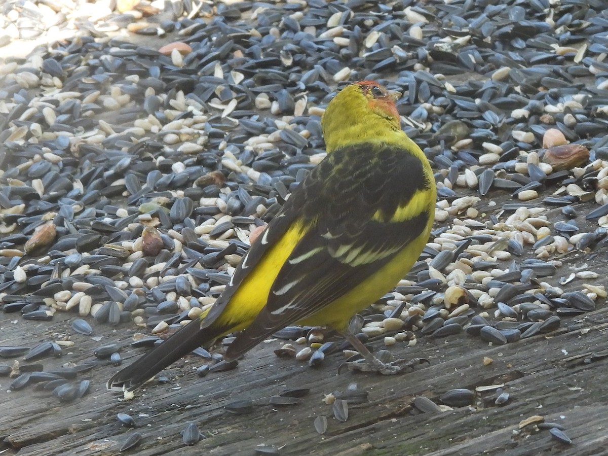 Western Tanager - ML633351011