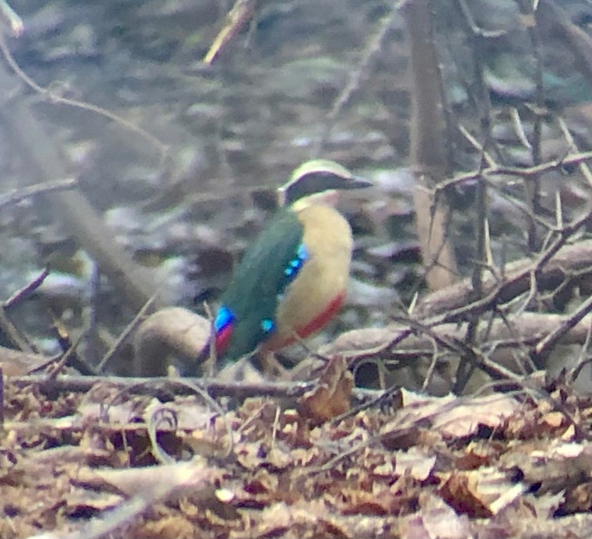 African Pitta - ML633351096