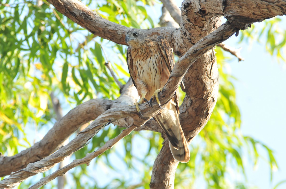 Red Goshawk - ML633351165