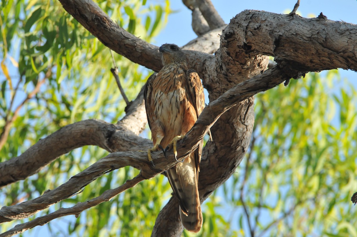 Red Goshawk - ML633351166