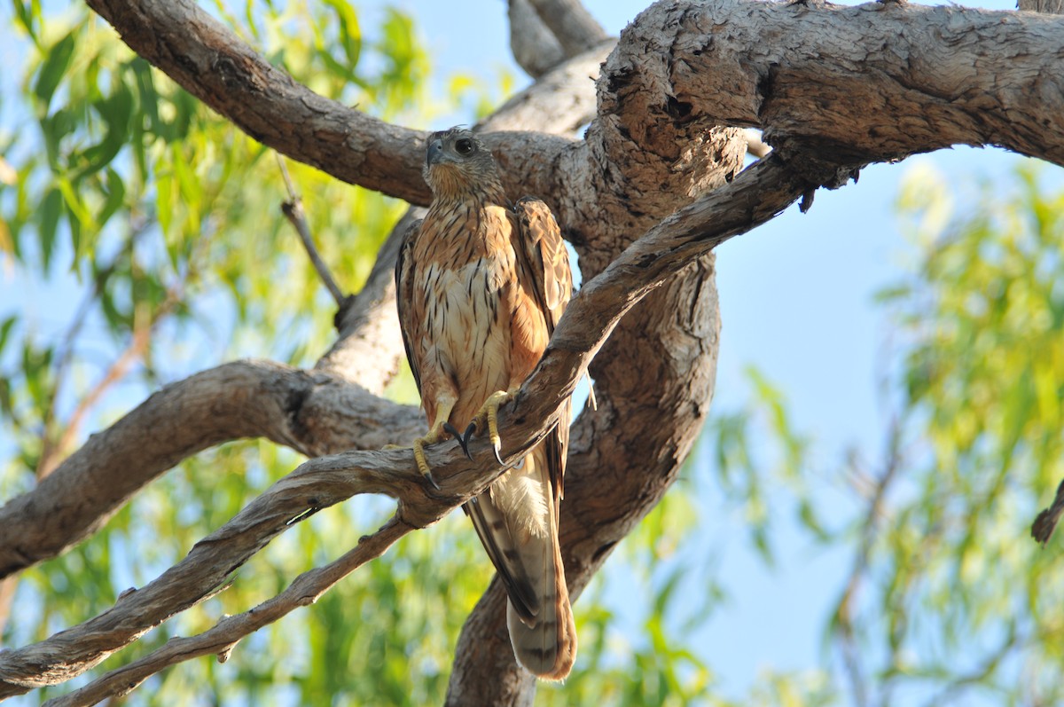 Red Goshawk - ML633351167