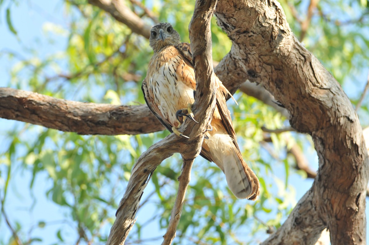Red Goshawk - ML633351168