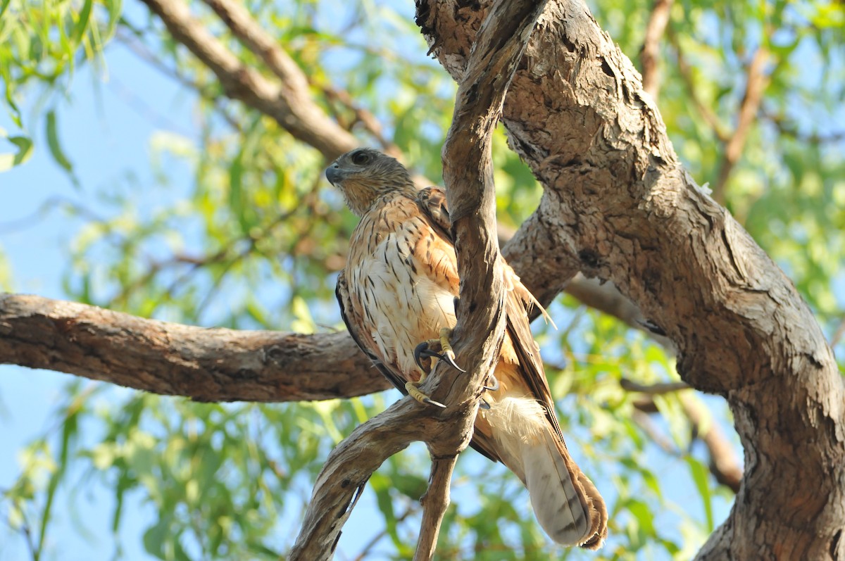 Red Goshawk - ML633351170