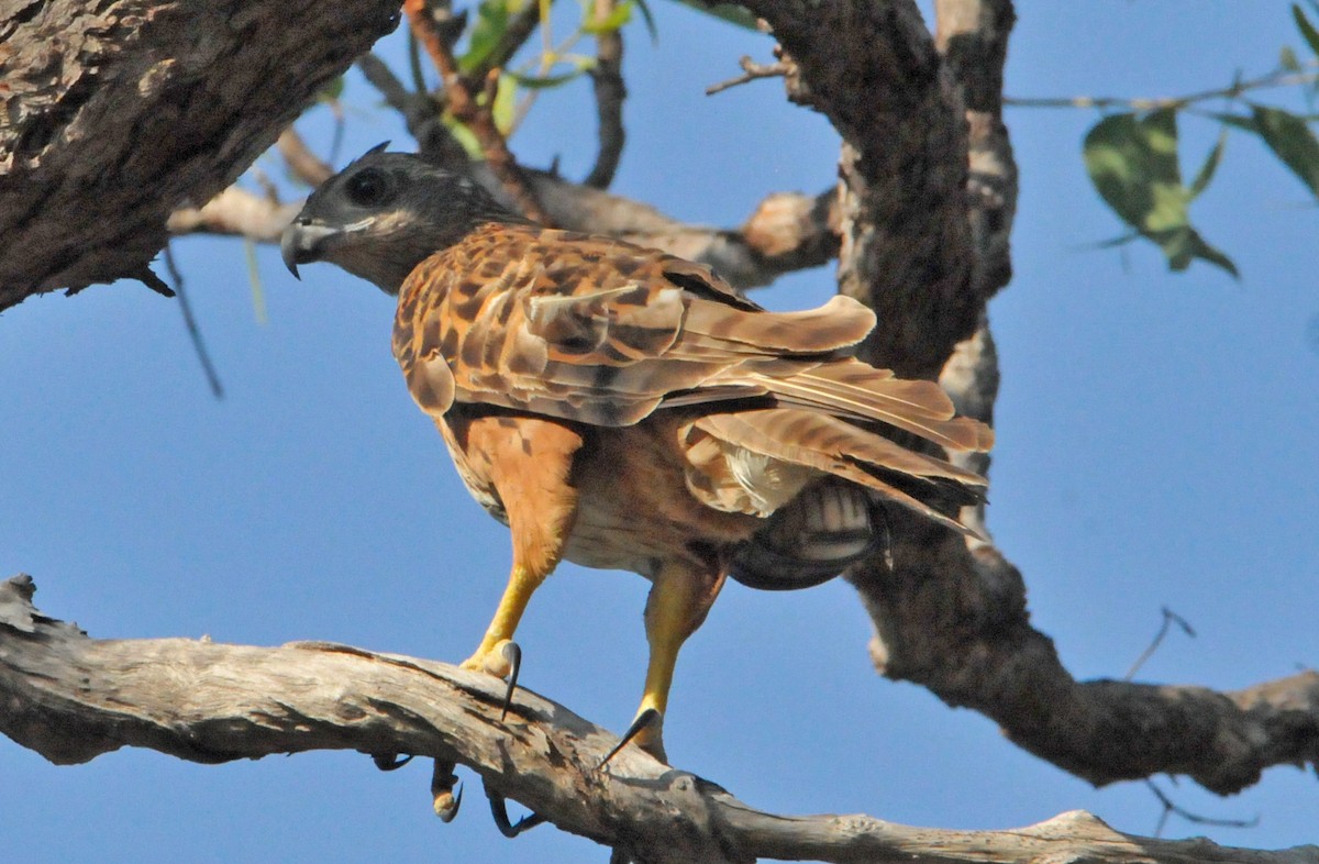 Red Goshawk - ML633351221