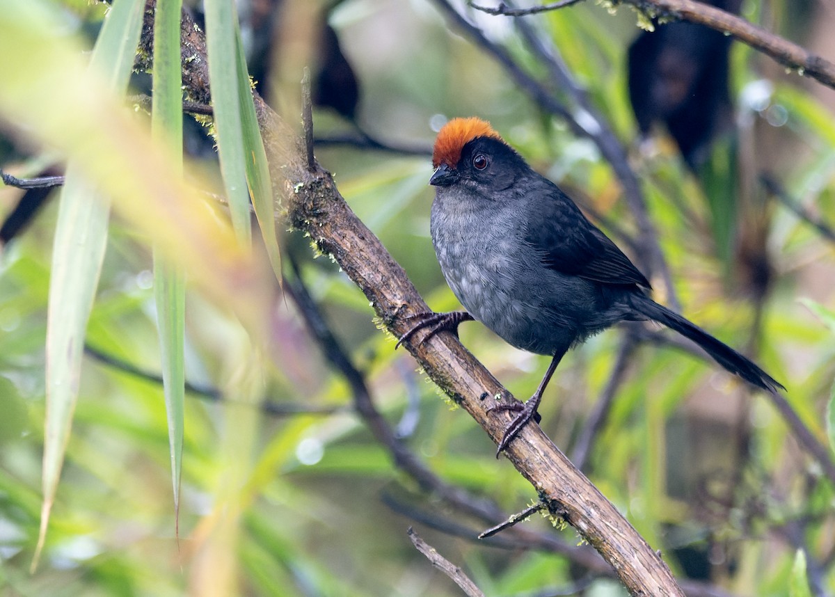 Cuzco Brushfinch - ML633351228