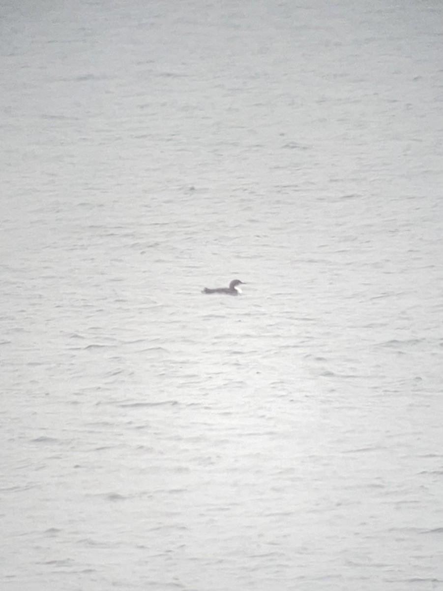 Pacific Loon - ML633351247