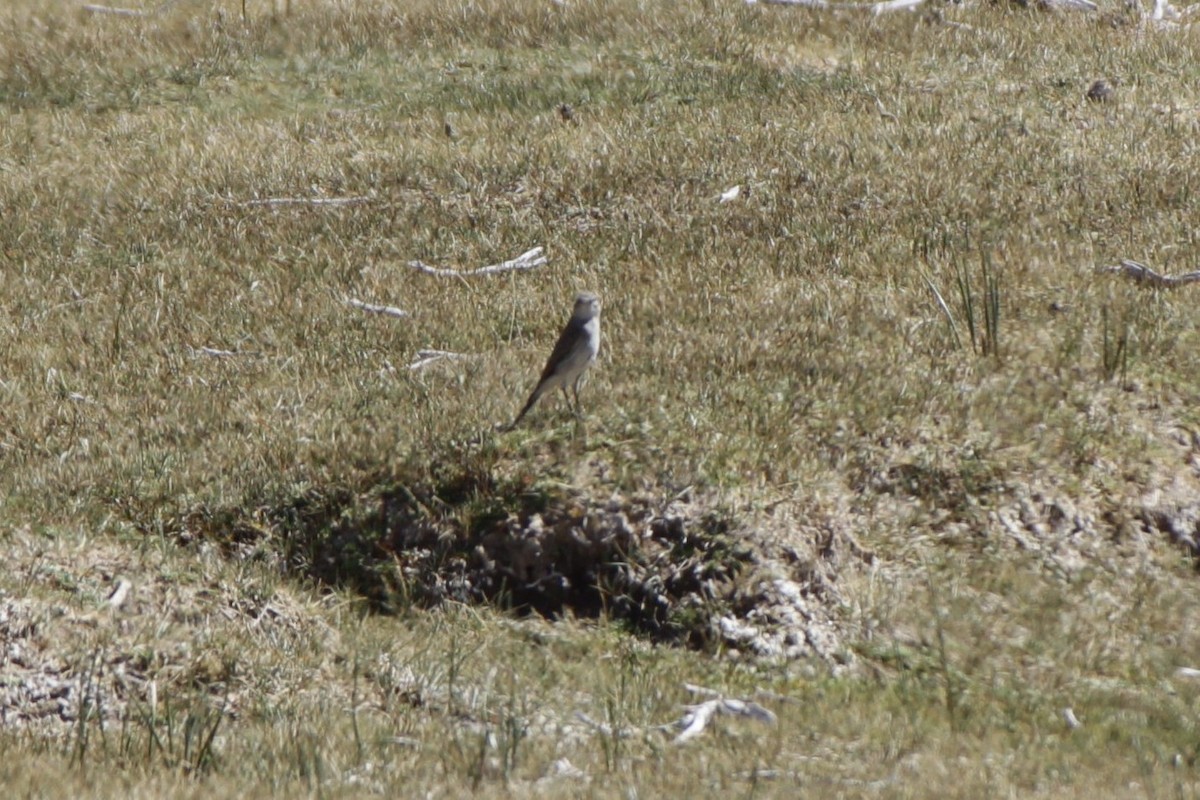Puna Ground-Tyrant - Gabriel Carbajales