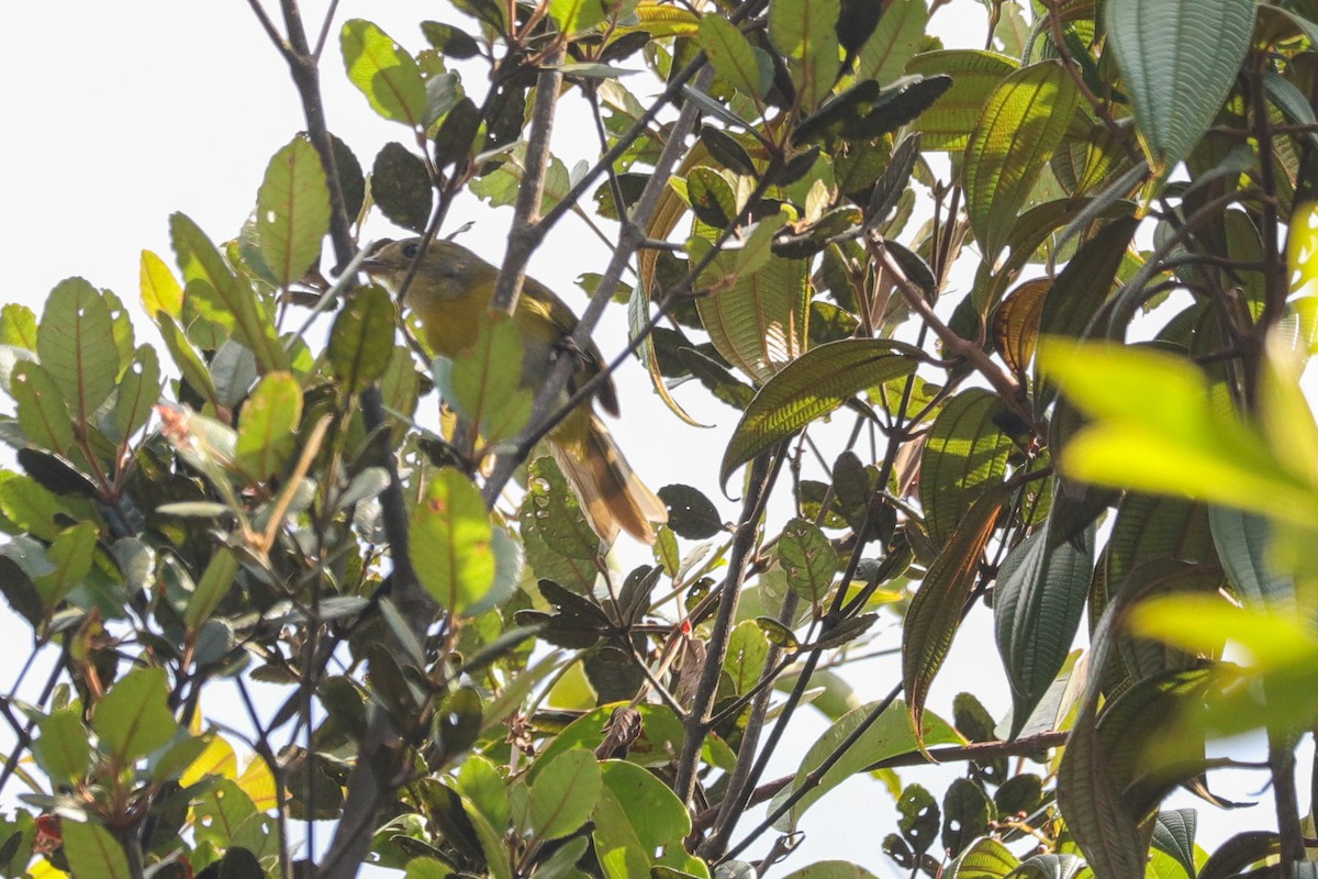 Ashy-throated Chlorospingus - ML633351321