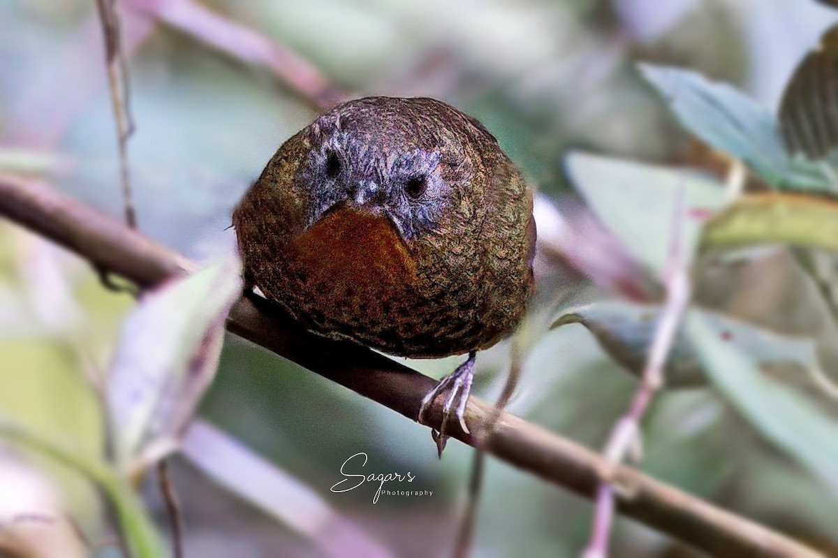 Rufous-throated Wren-Babbler - ML633351521