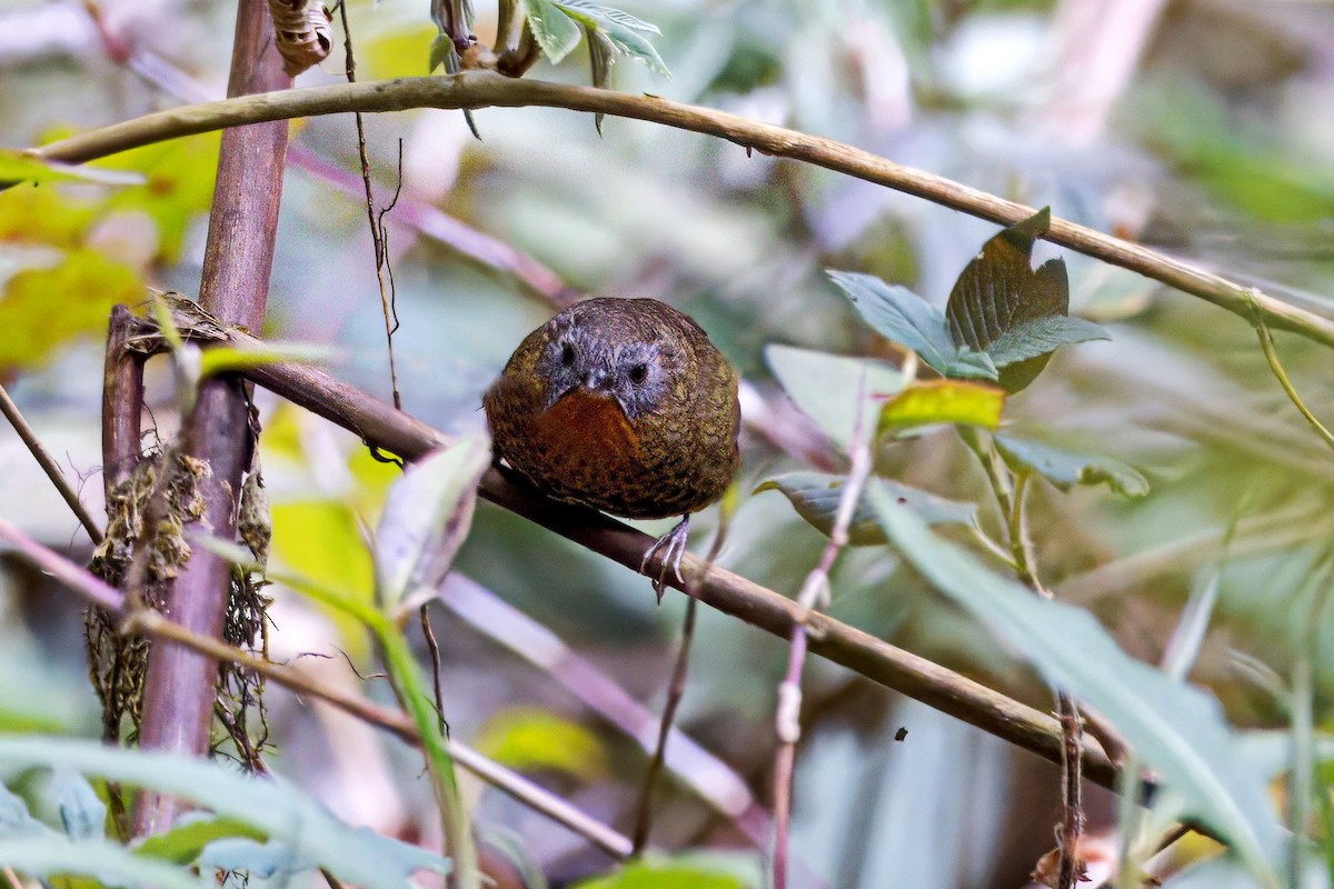 Rufous-throated Wren-Babbler - ML633351522