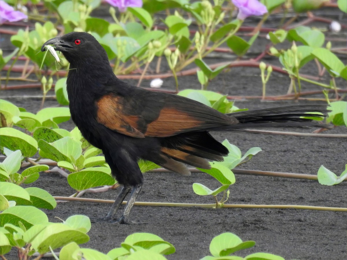 Sunda Coucal - ML633351689
