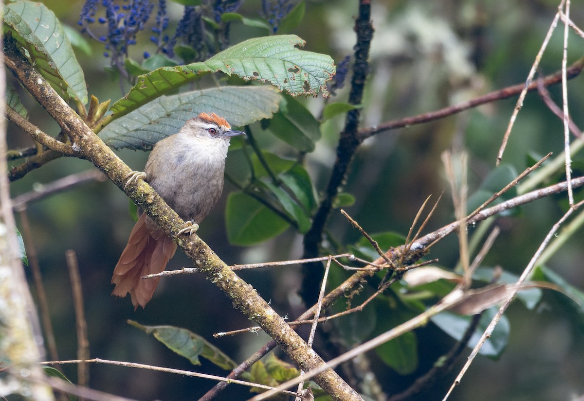 Marcapata Spinetail - ML633351757