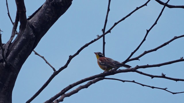 Golden-breasted Bunting - ML633351821