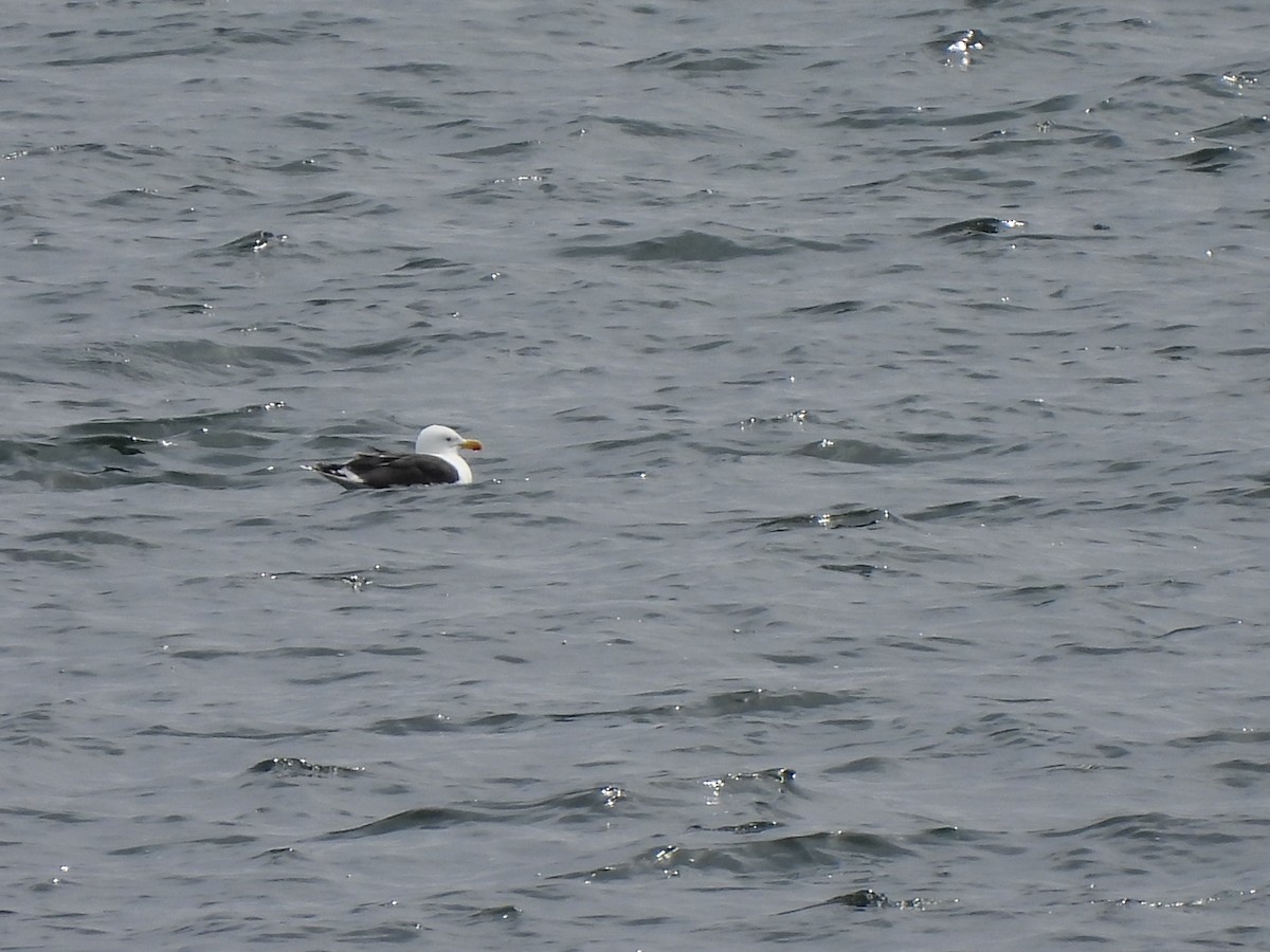 Great Black-backed Gull - ML633351830