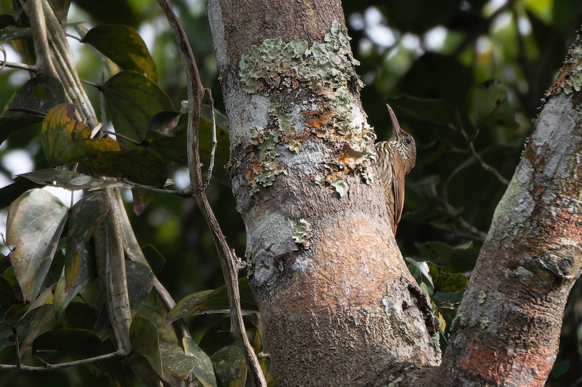 Dusky-capped Woodcreeper (Rondonia) - ML633351876