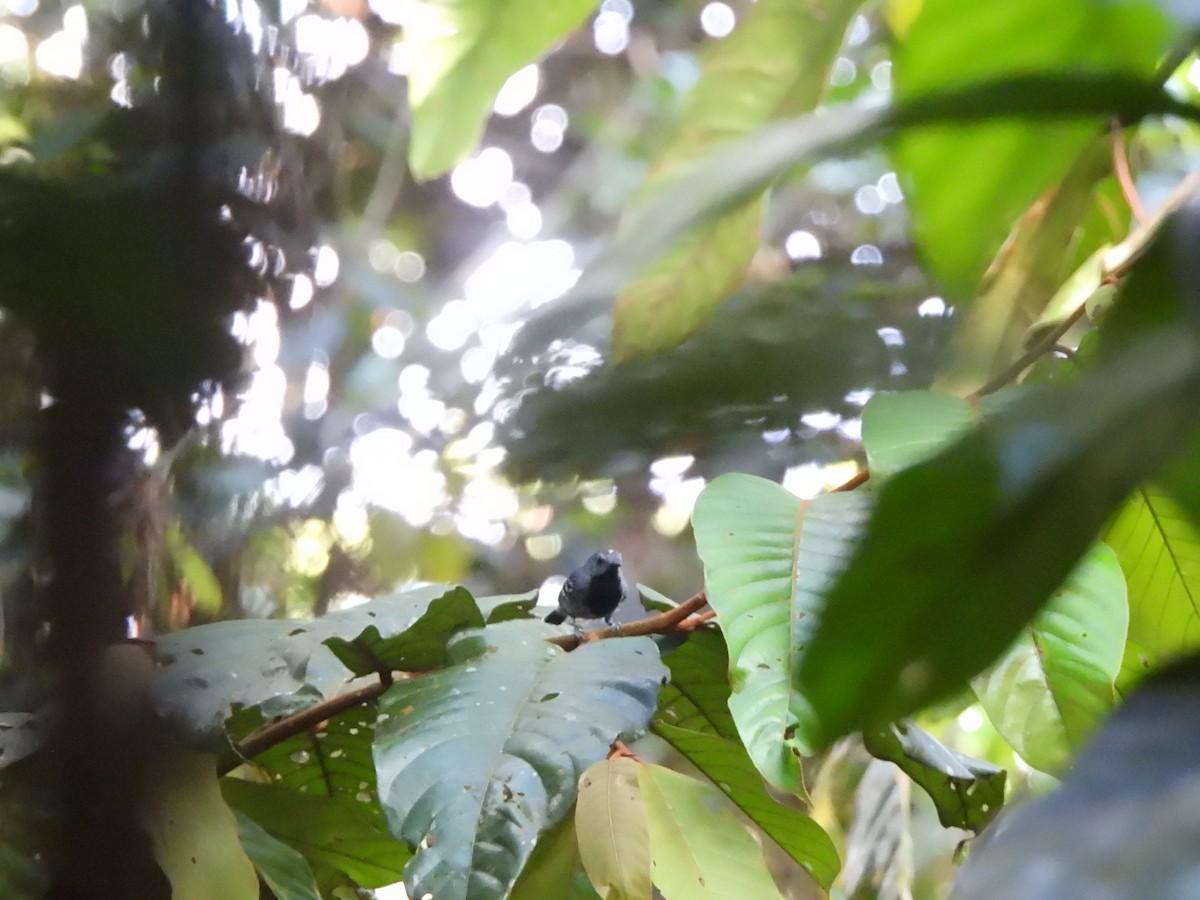 Long-winged Antwren - ML633351907