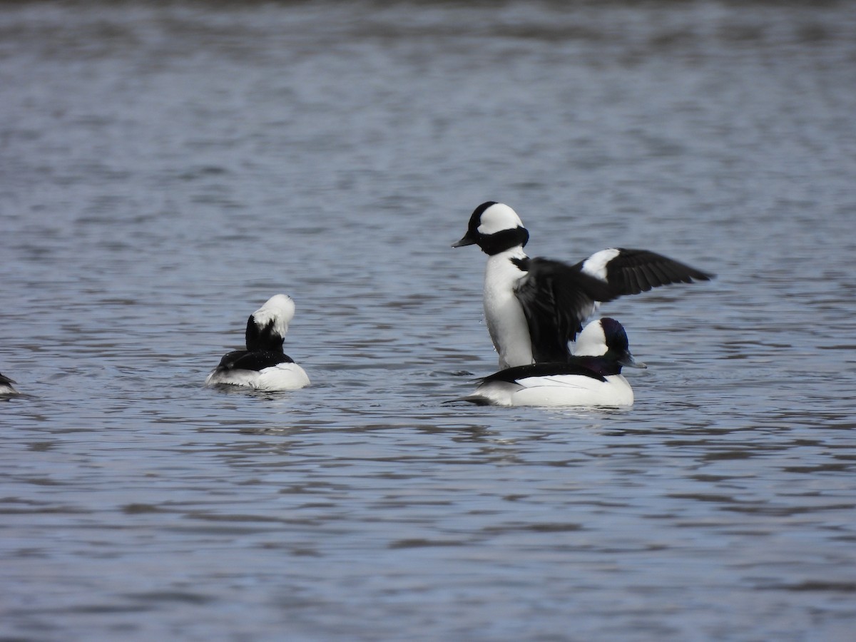 Bufflehead - Cory Elowe