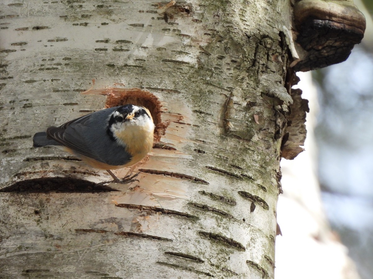 Red-breasted Nuthatch - Cory Elowe