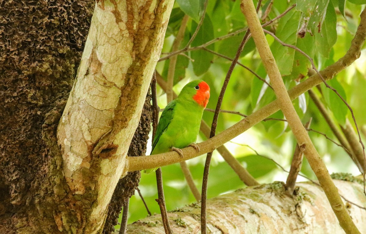 Red-headed Lovebird - ML633352031
