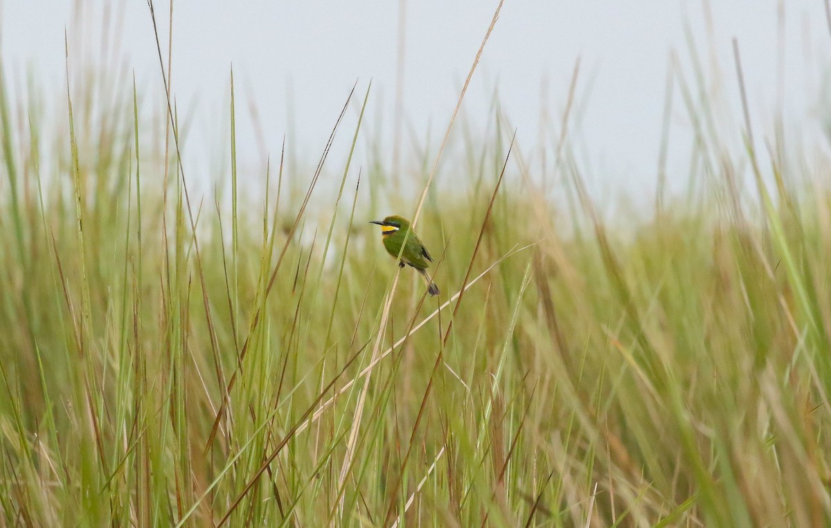 Blue-breasted Bee-eater - ML633352076