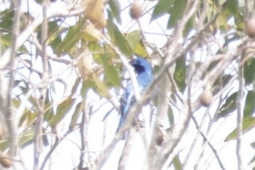 Lovely Cotinga - ML633352147