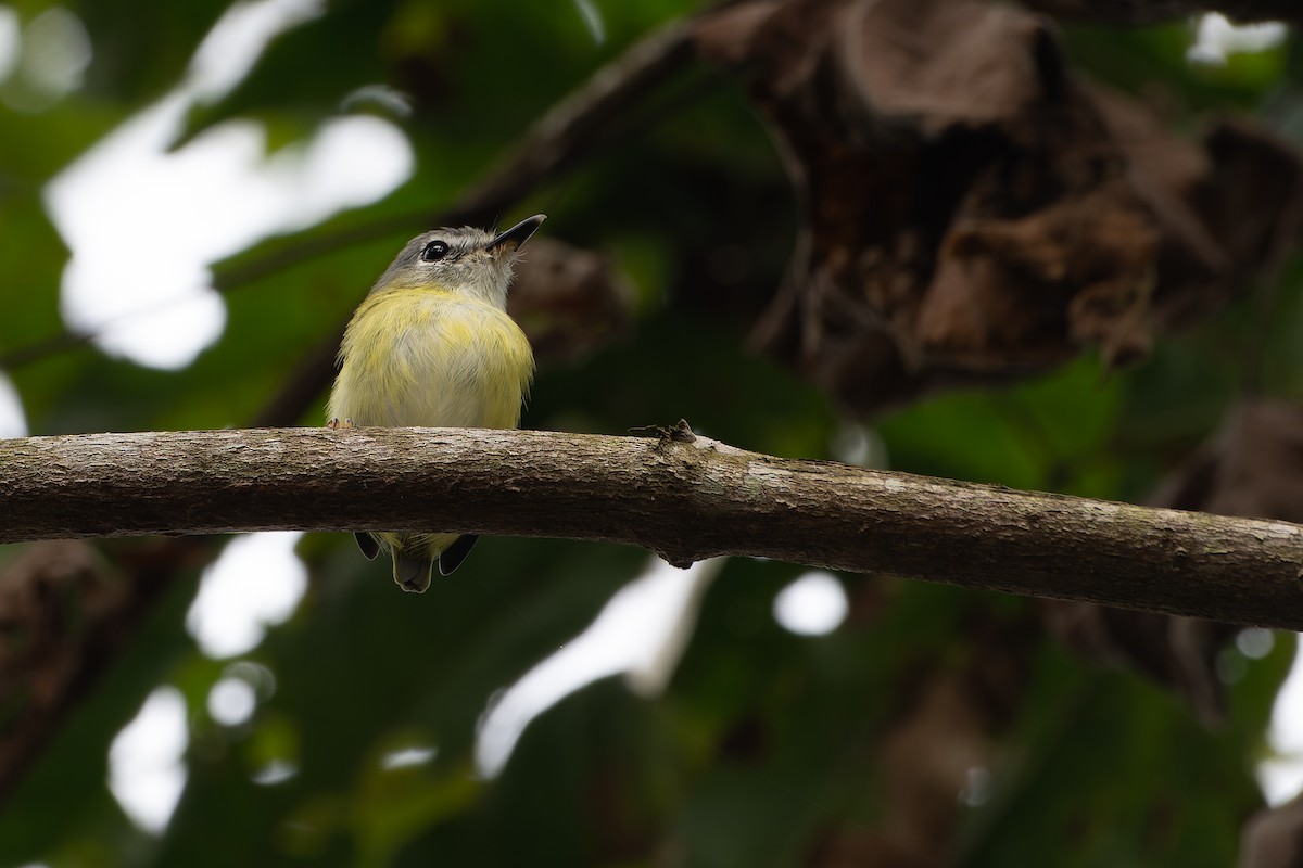 Short-tailed Pygmy-Tyrant - ML633352222