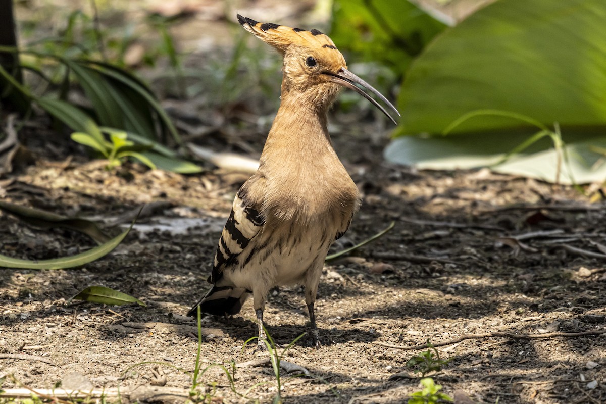 Eurasian Hoopoe - ML633352238