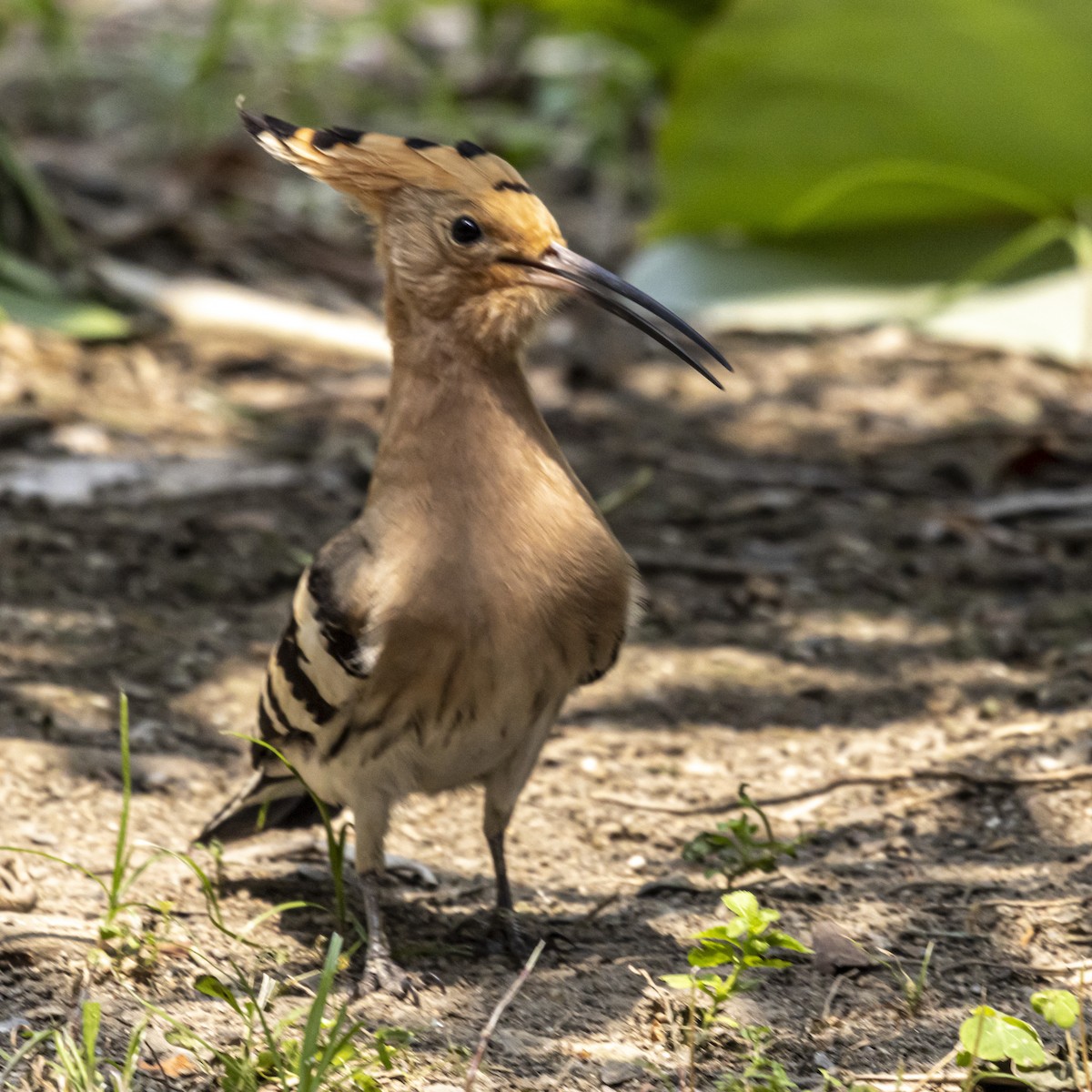 Eurasian Hoopoe - ML633352255
