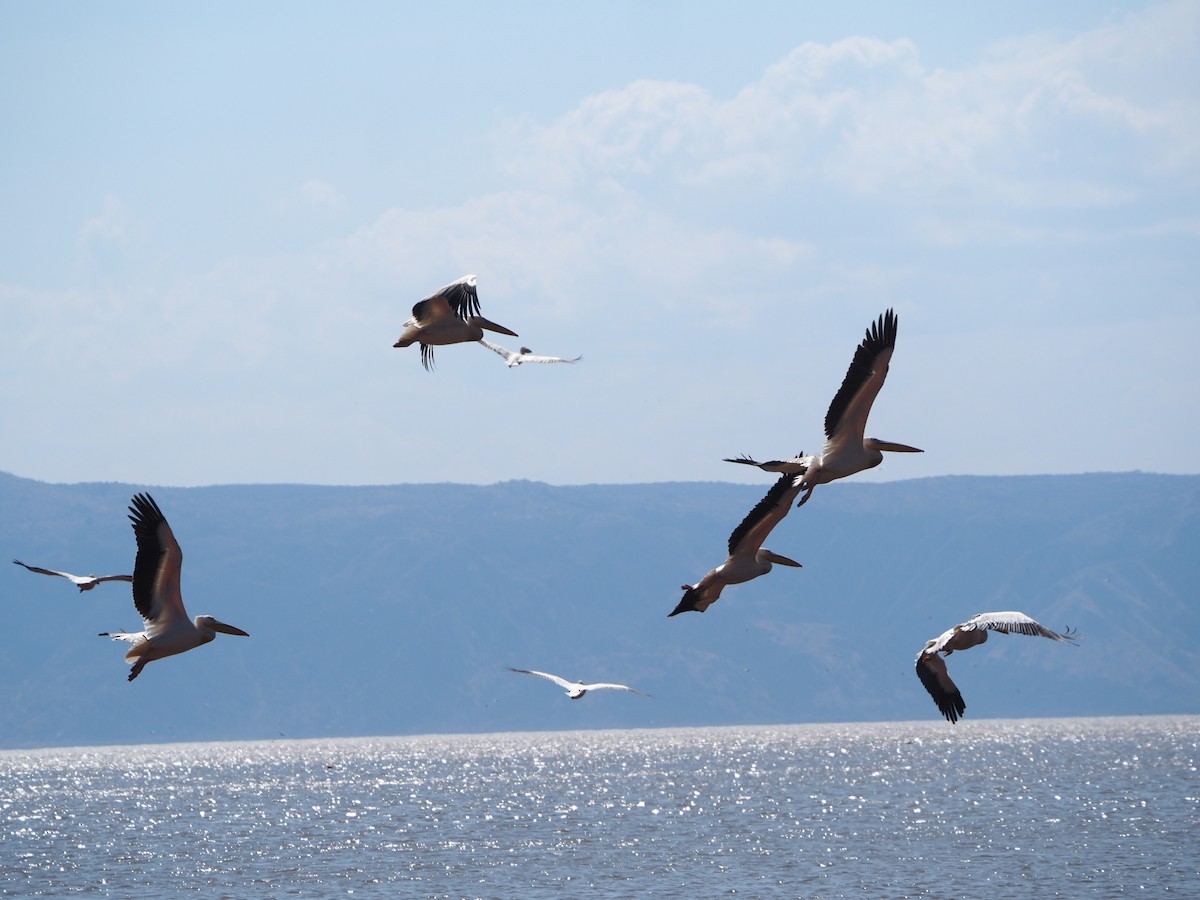 Great White Pelican - ML633352377