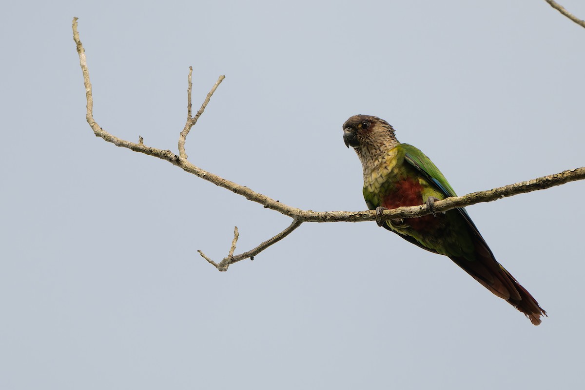 Santarem Parakeet (Madeira) - ML633352382