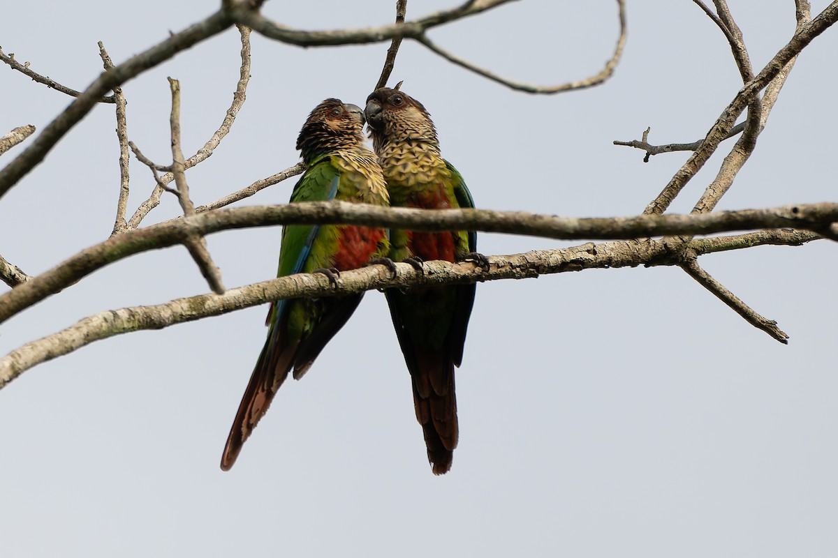 Santarem Parakeet (Madeira) - ML633352383