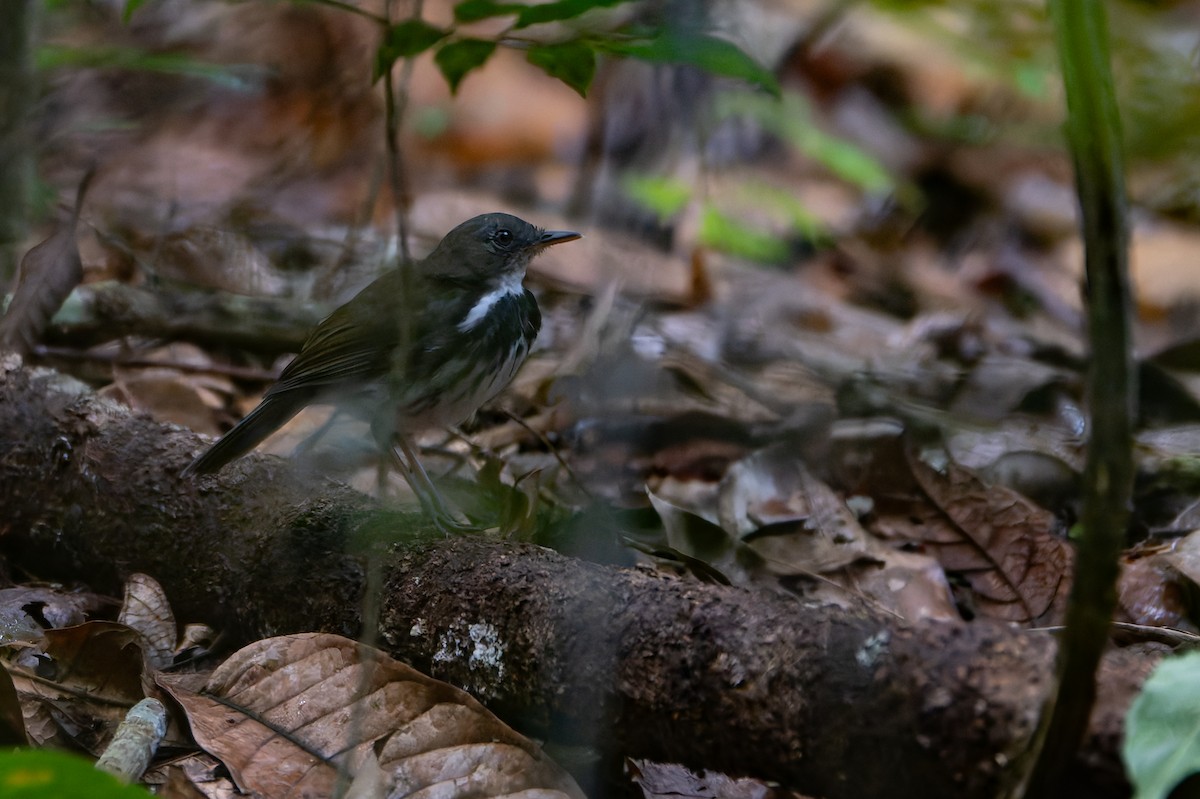 Ringed Antpipit - ML633352394