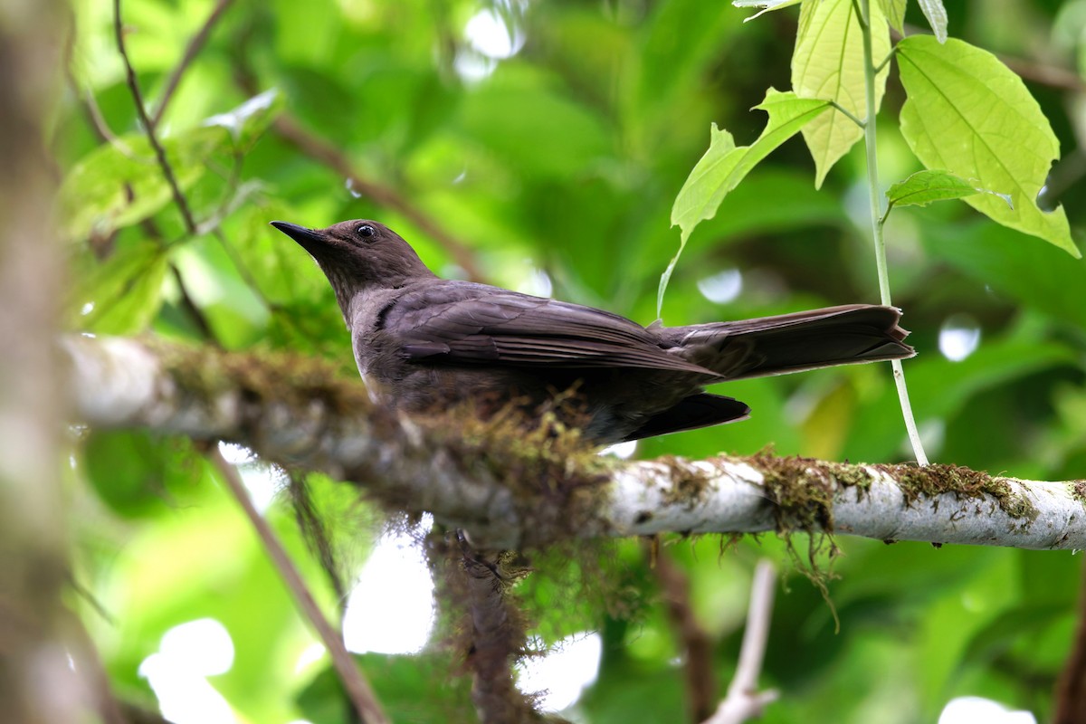 Mountain Thrush - ML633352397