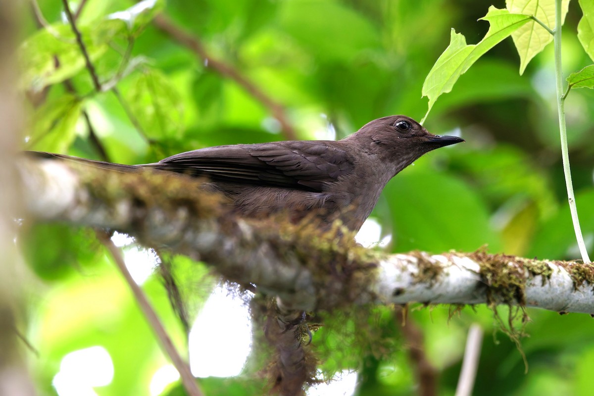 Mountain Thrush - ML633352399