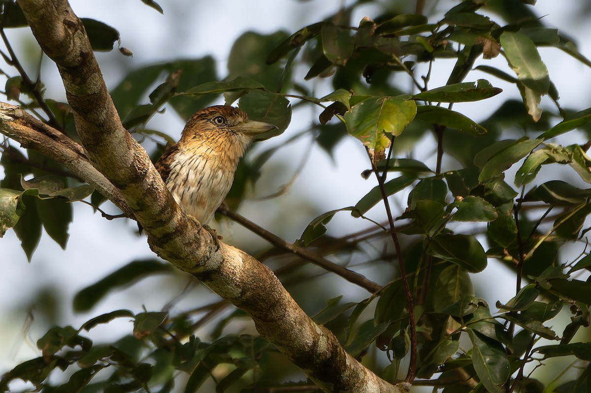 Eastern Striolated-Puffbird (Natterer's) - ML633352506