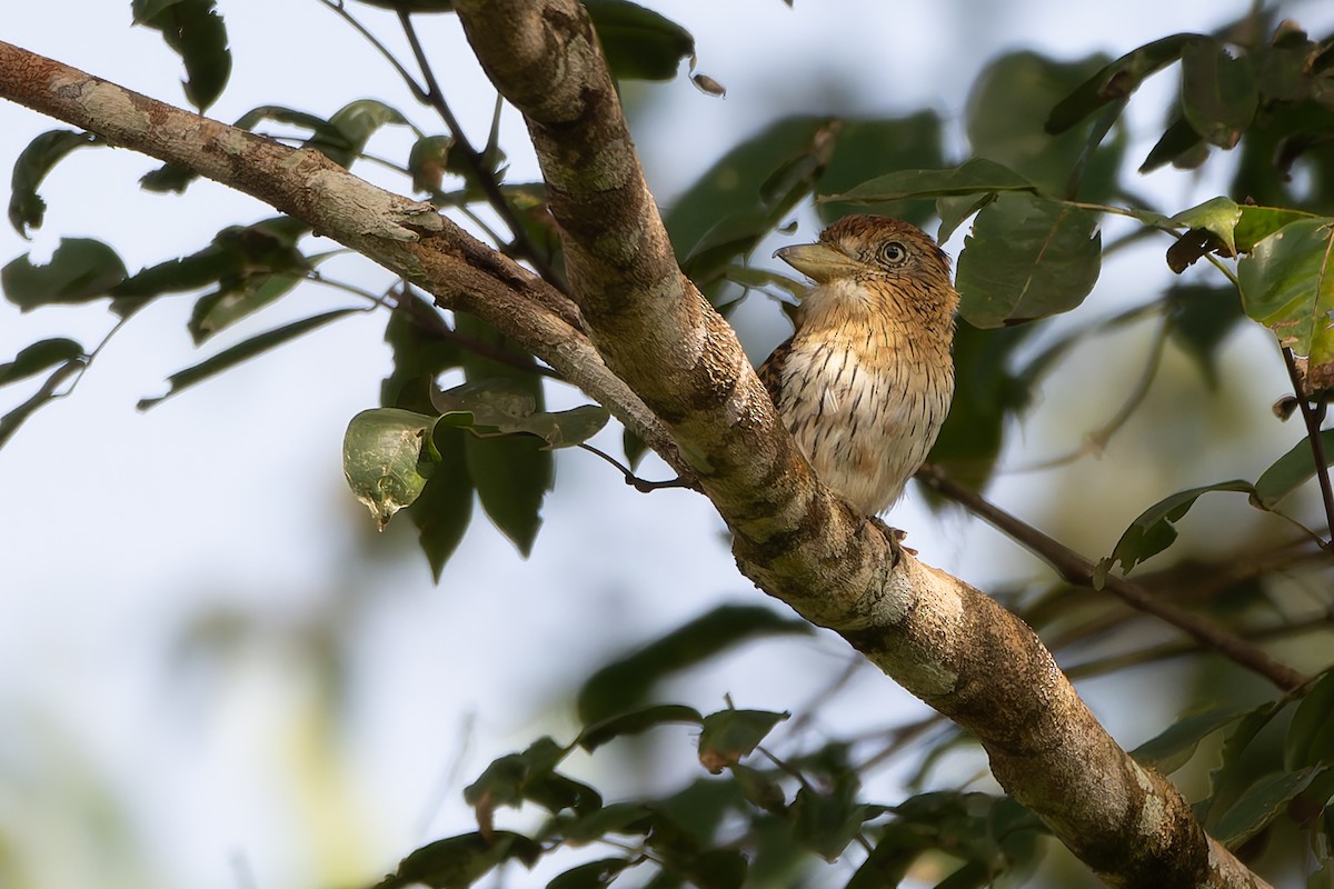 Eastern Striolated-Puffbird (Natterer's) - ML633352507