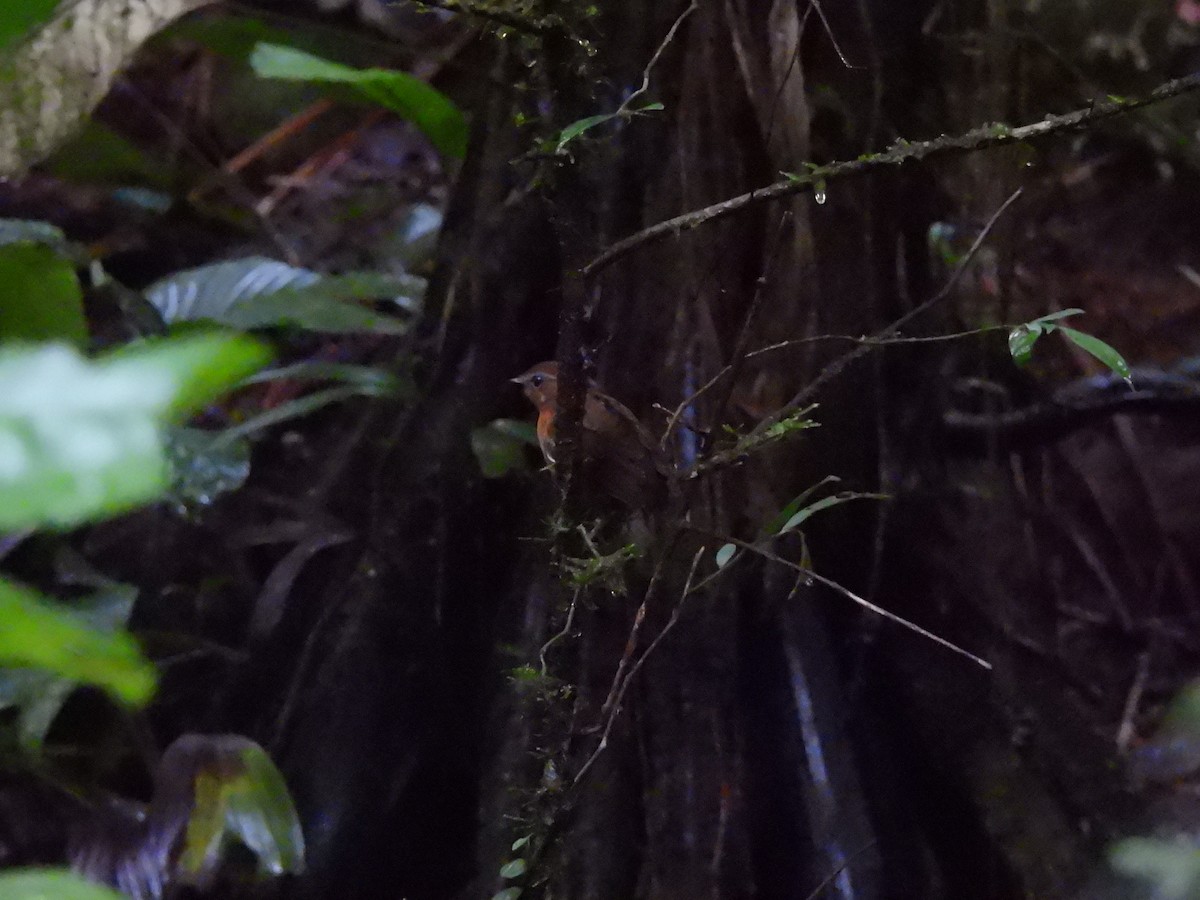 Ash-throated Gnateater - ML633352511
