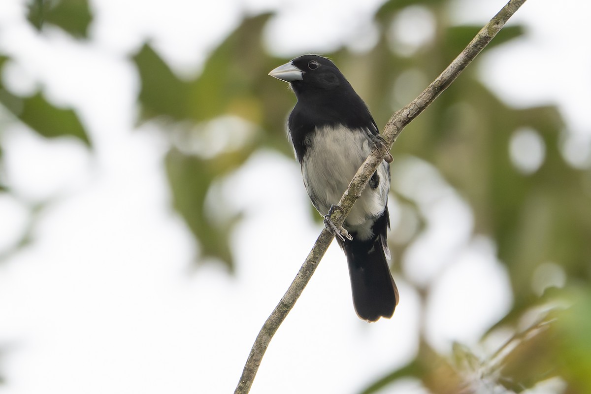 Cone-billed Tanager - ML633352668