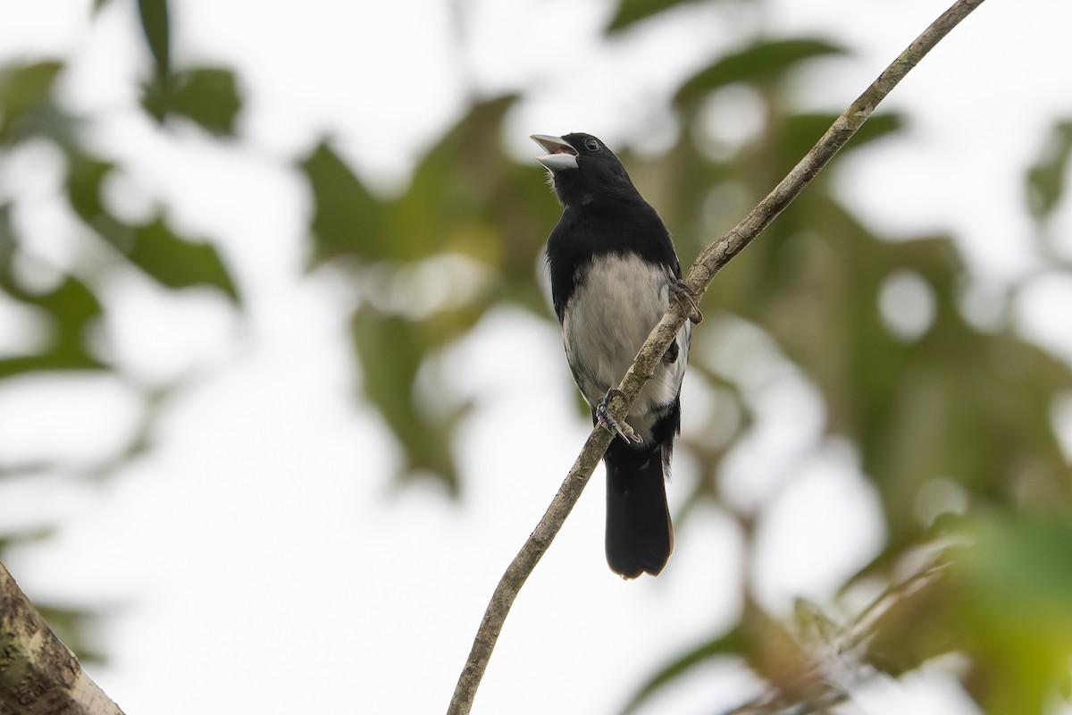 Cone-billed Tanager - ML633352669