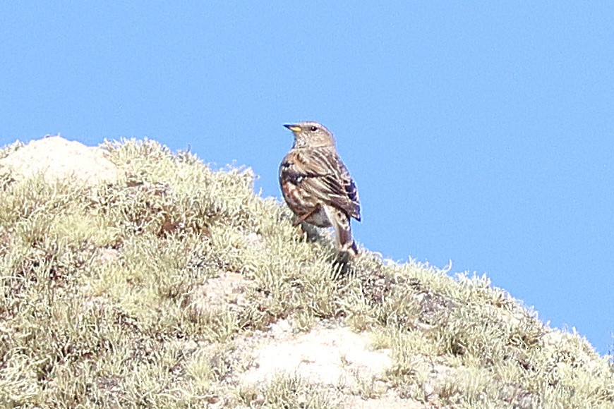 Alpine Accentor - ML633352693