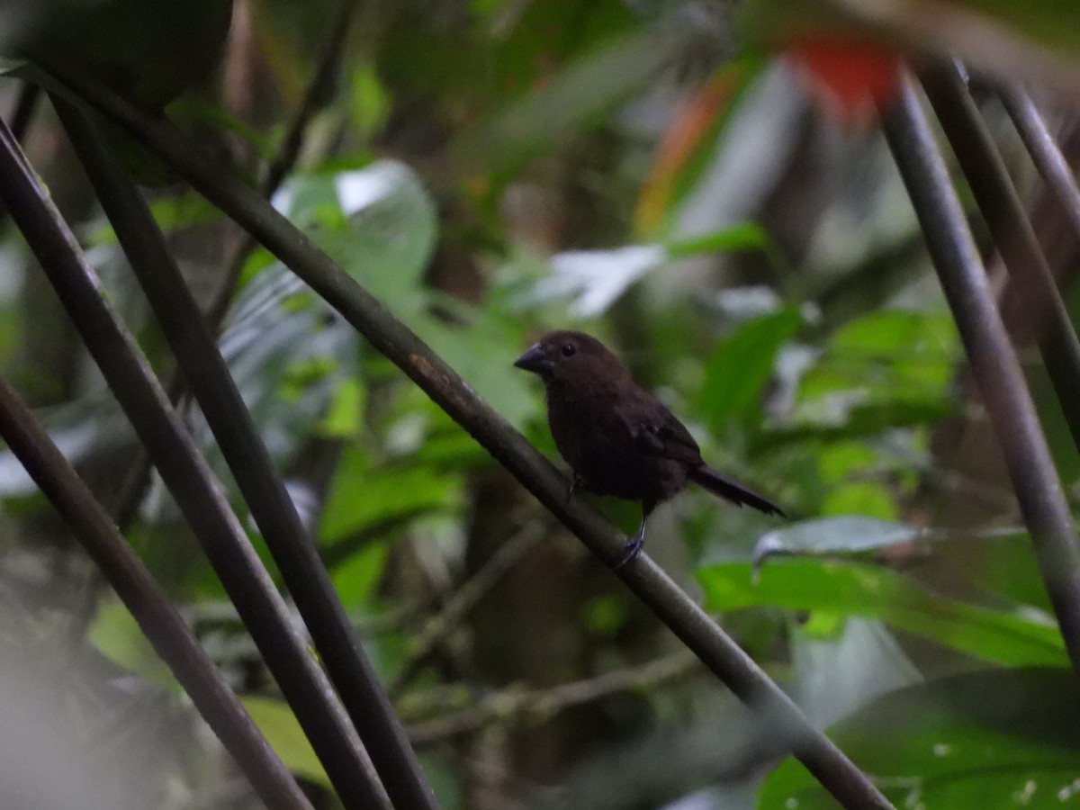 Amazonian Grosbeak - ML633352828