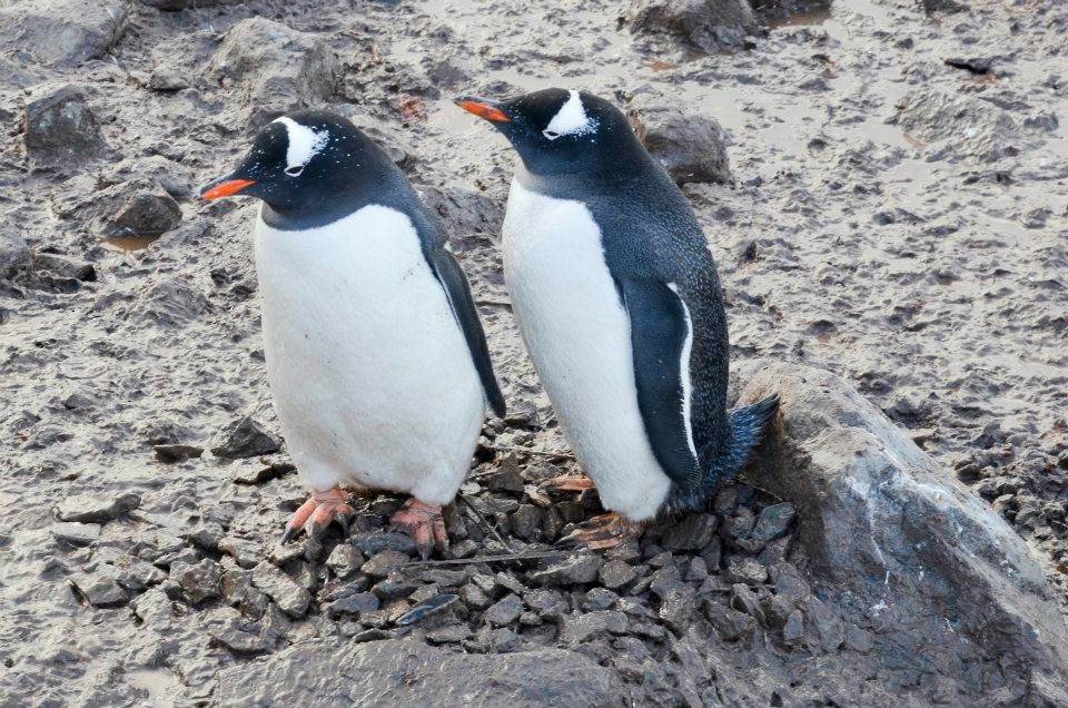 Gentoo Penguin - ML633352993