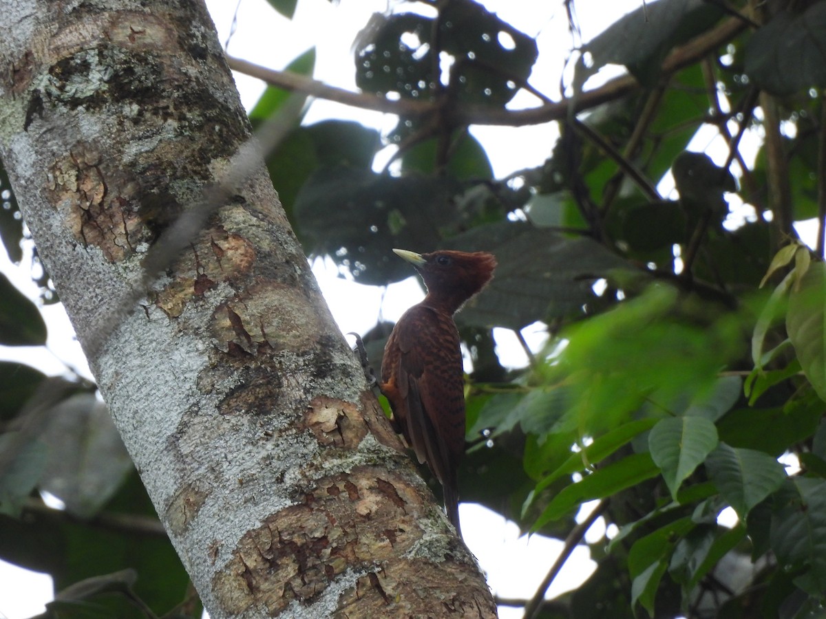 Waved Woodpecker - ML633352994